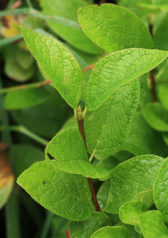 Euonymus latifolius