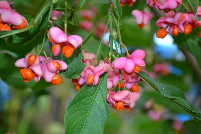 Бересклет крылатый Компактус Euonymus alatus Compactus
