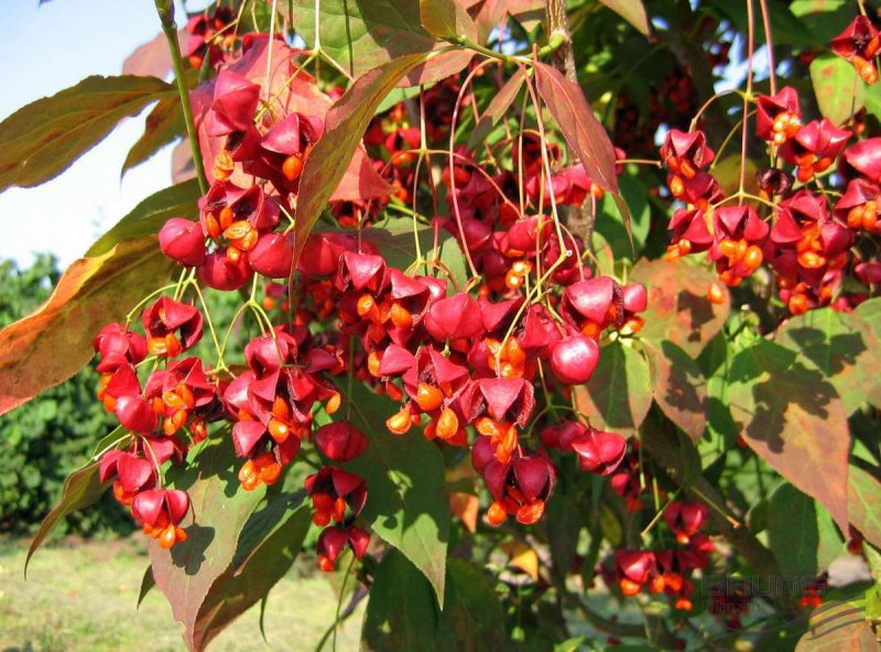 Бересклет Сахалинский Euonymus sachalinensis
