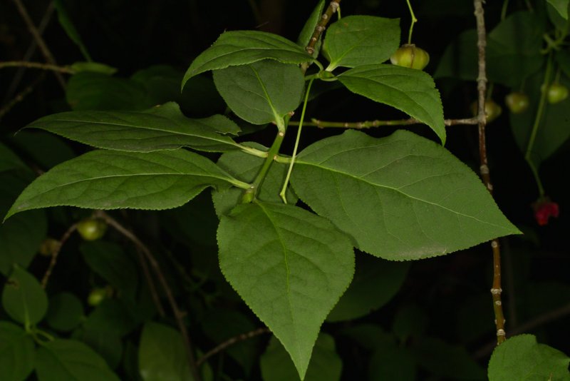Euonymus PLANIPES