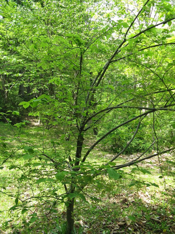 Бересклет Сахалинский Euonymus sachalinensis