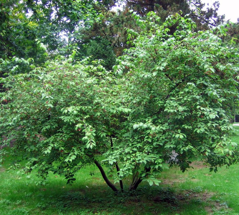 Euonymus macropterus