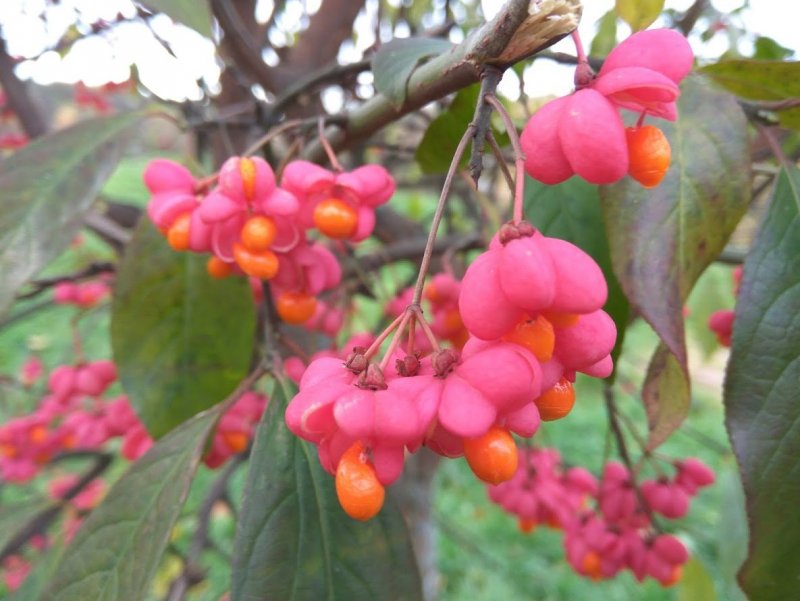 Euonymus europaeus