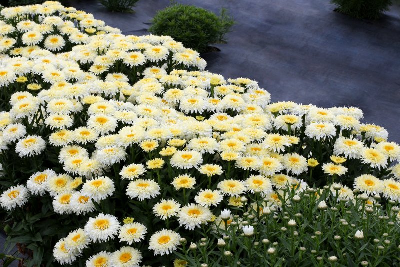 Leucanthemum 'King's Crown'®