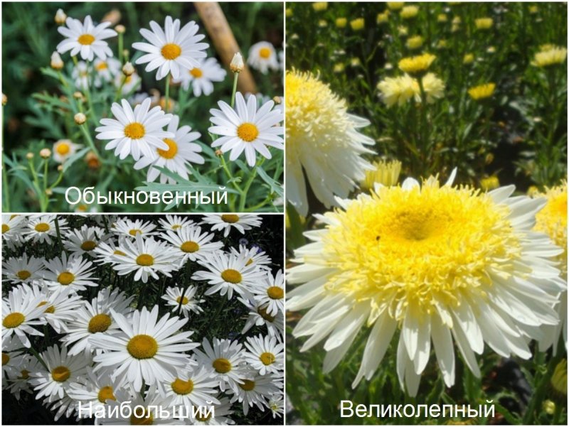 Ромашка крупноцветковая многолетняя