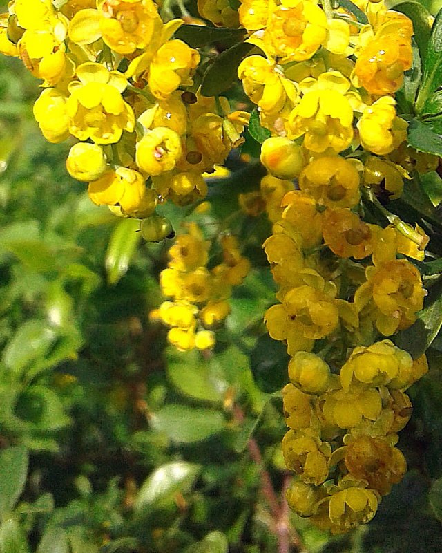 Барбарис цветет желтыми сережками