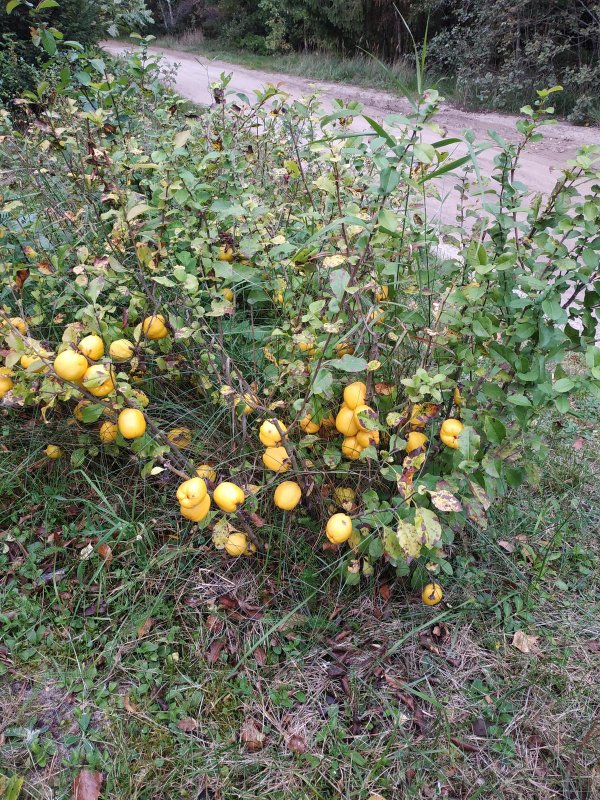 Лимонник кустовой