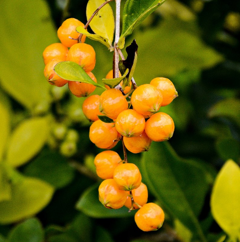 Лимонник куст