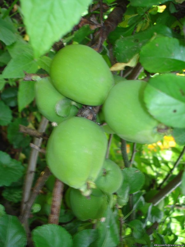 Айва китайский лимонник