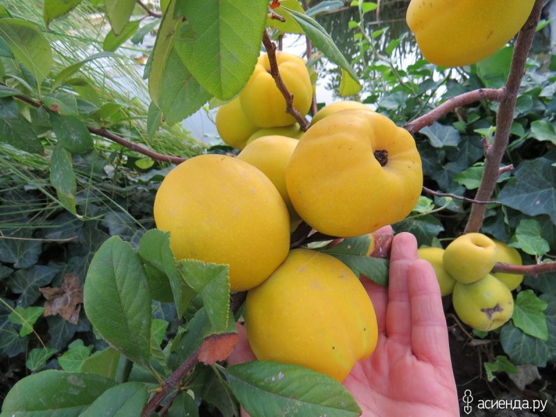 Айва японская сорт Калиф