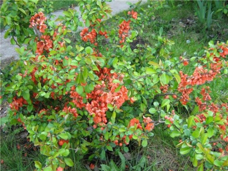 Айва японская плодовый кустарник