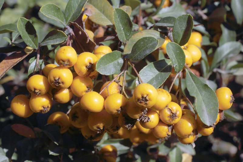 Pyracantha crenulata