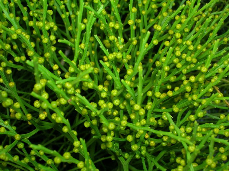Acacia falcata