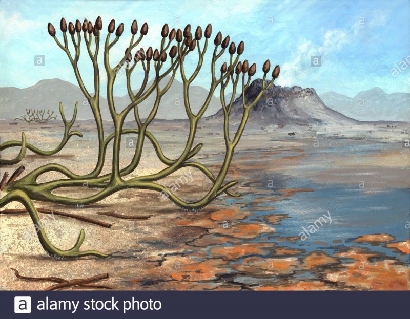 Zygophyllum jaxarticum