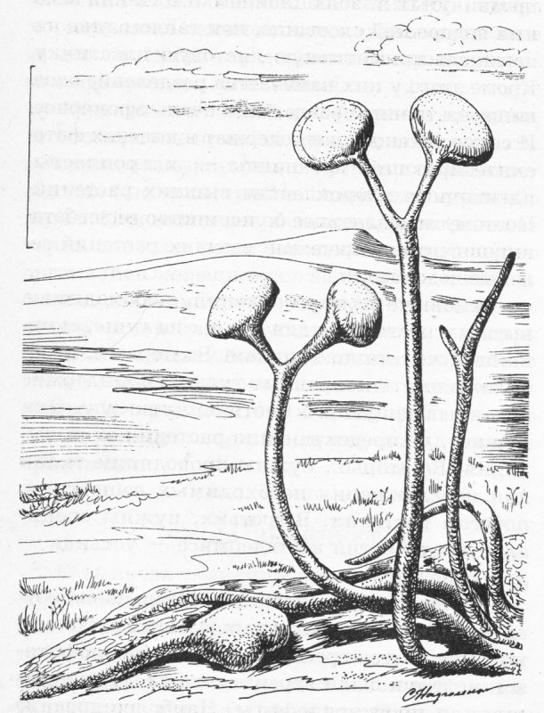 Corispermum hyssopifolium