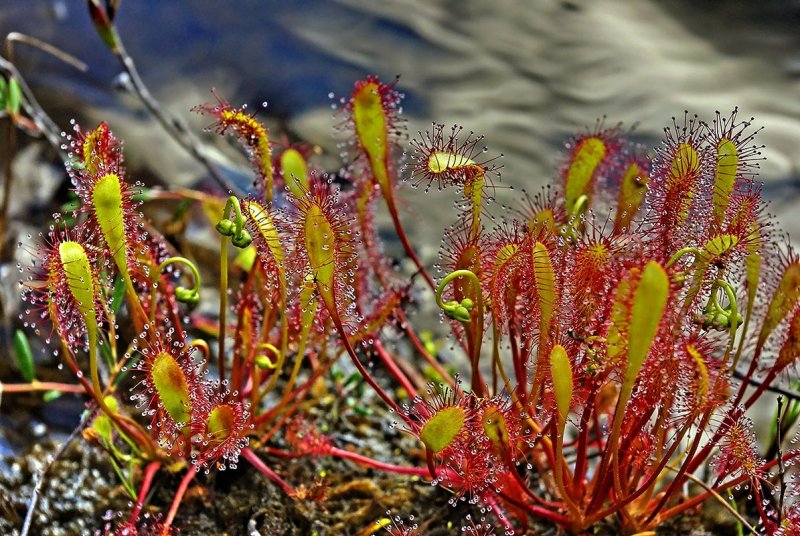Psilotum nudum