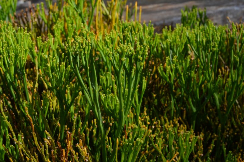 Psilotum nudum
