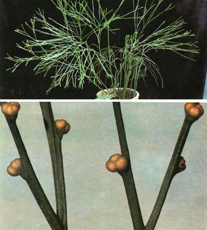 Archaefructus liaoningensis