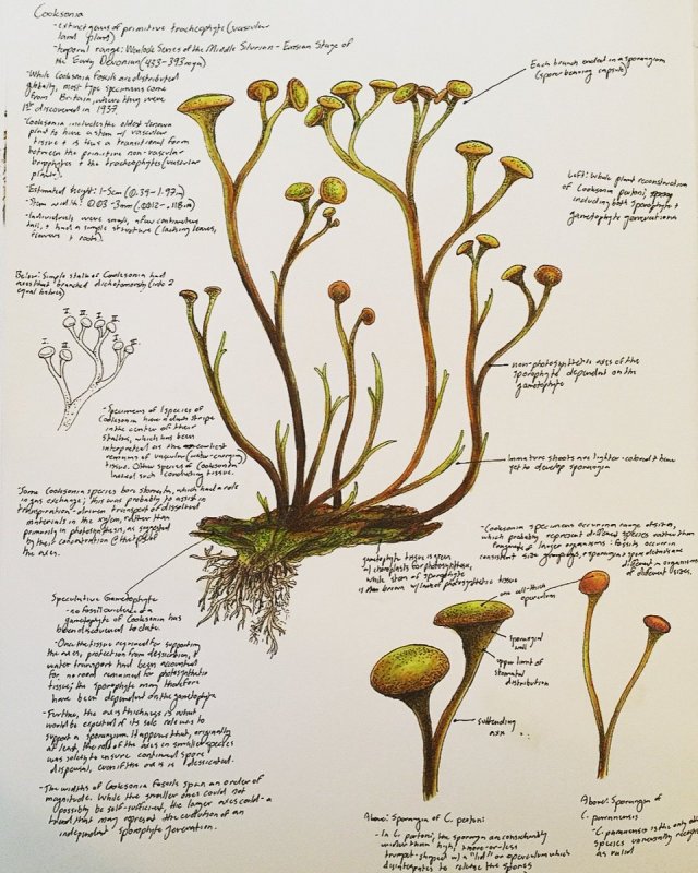 Psilotum triquetrum