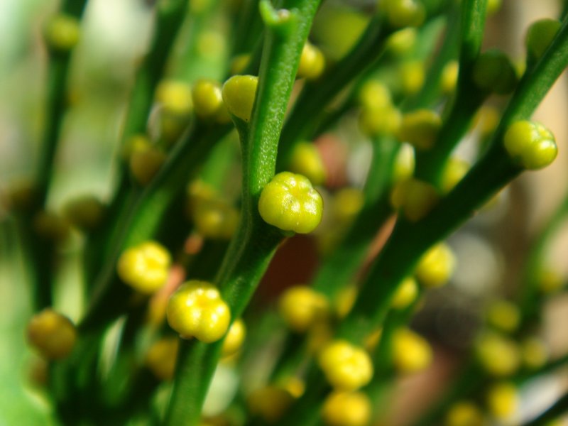 Cooksonia caledonica