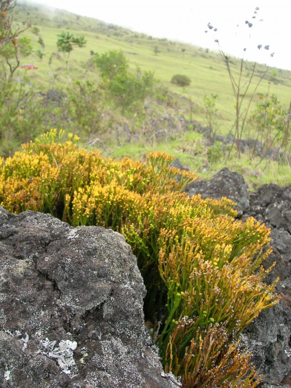 Psilotum triquetrum