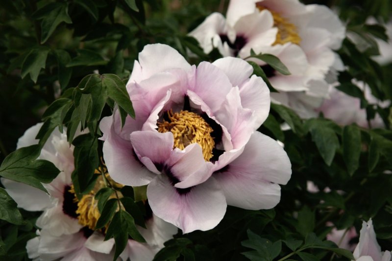 Paeonia suffruticosa akashigata