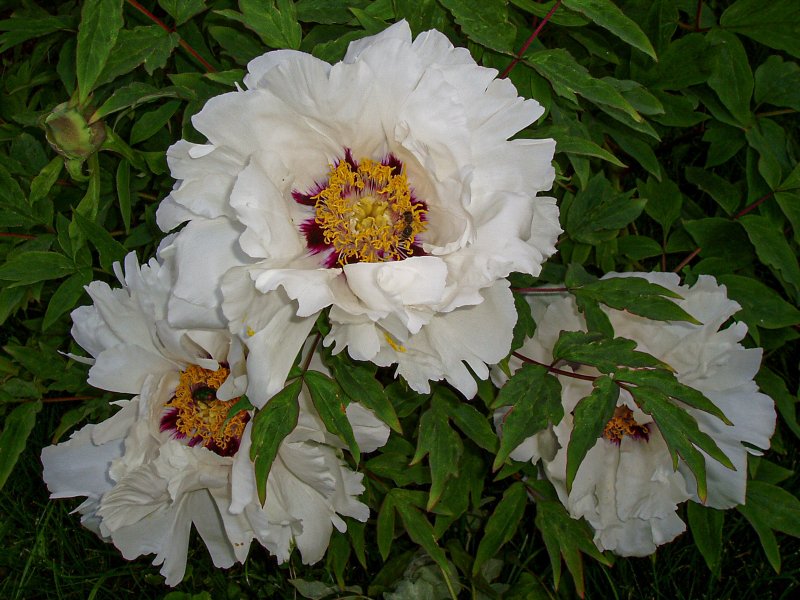 Kiao sisters Tree Peony
