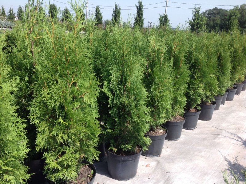 Thuja occidentalis (туя Западная) 'Mirjam