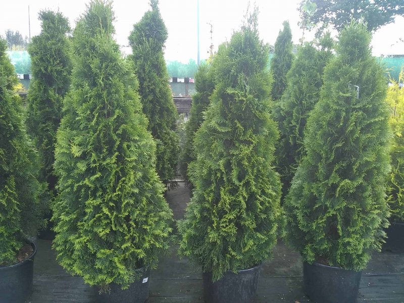 Туя Западная Смарагд (Thuja occidentalis Smaragd)