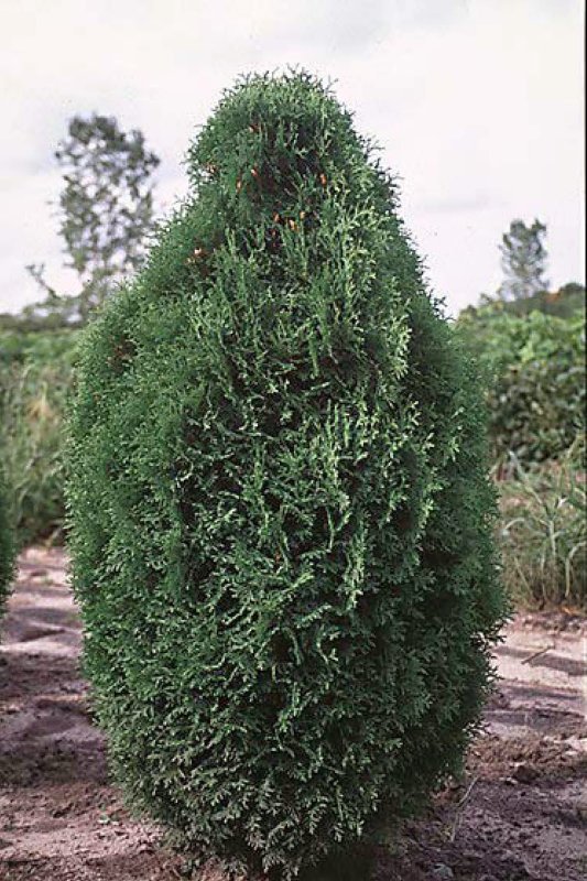 Туя Западная Green Egg