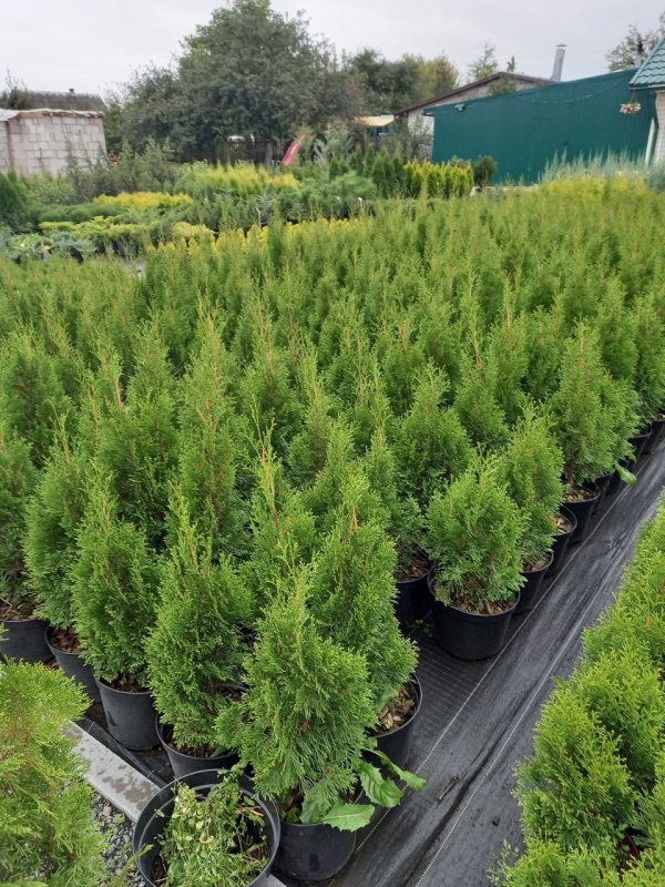 Thuja occidentalis 'Aureospicata'