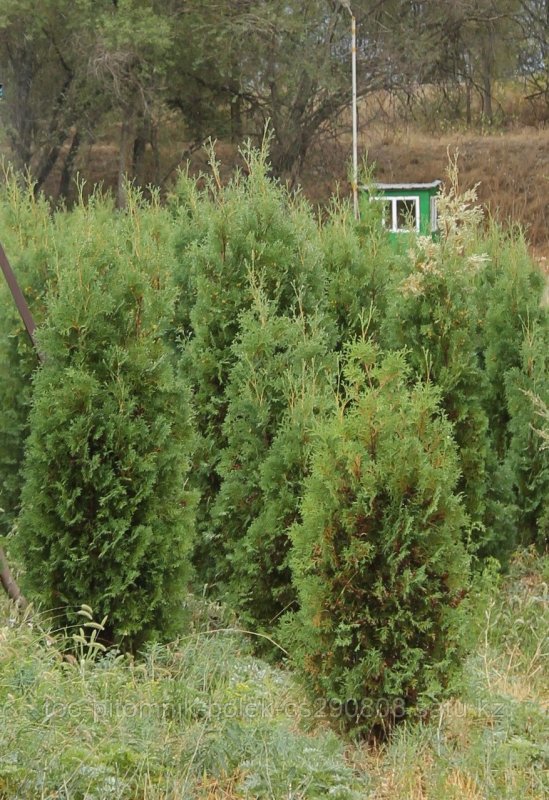 Туя Западная Грин ЭГГ