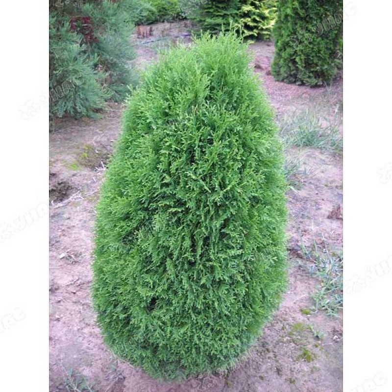 Туя Западная Green Egg (Грин ЭГГ)