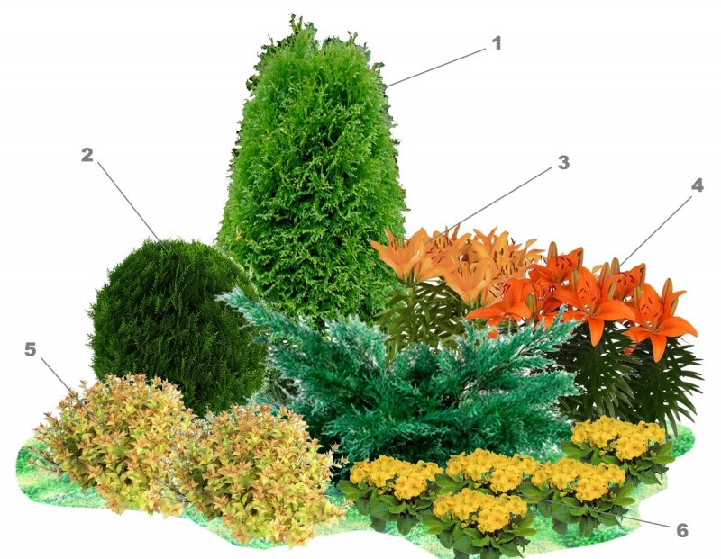 Thuja occidentalis little Champion