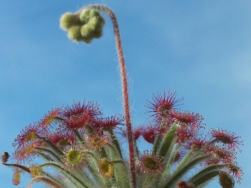 Росянка Фальконери /Drosera Falconeri/