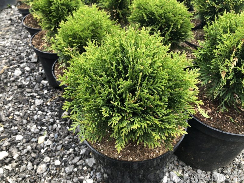 Thuja OCC. 'Weimar'