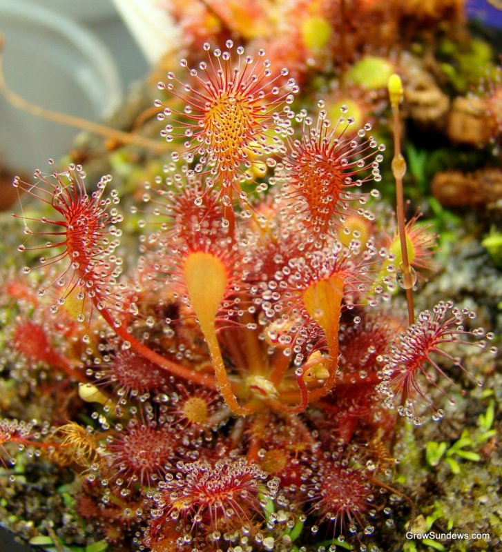 Росянка (Drosera)