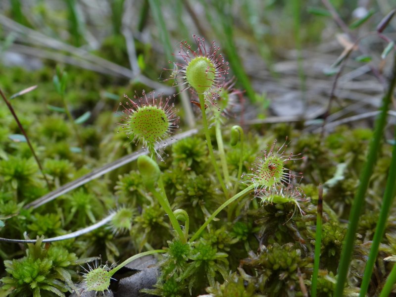 Росянки круглолистная Drosera rotundifolia l.