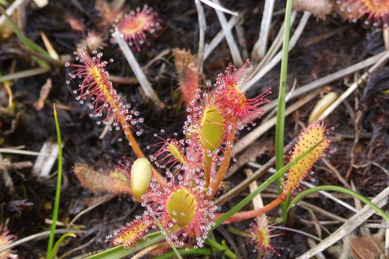 Росянка (Drosera)