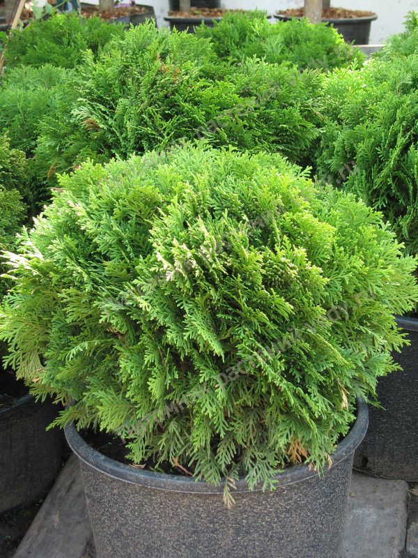 Туя Западная Green Egg