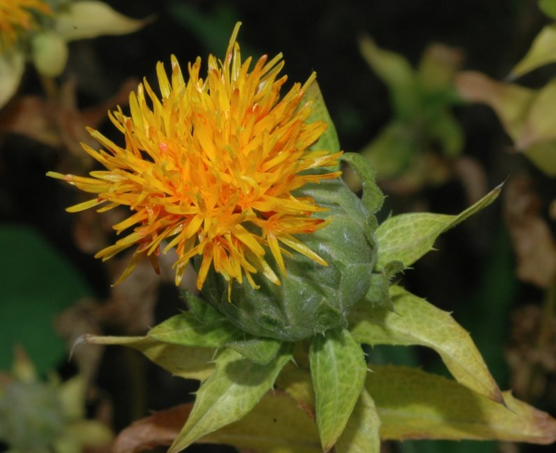 Carthamus tinctorius