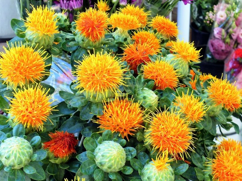 Сафлор красильный (Carthamus tinctorius) (Orange)
