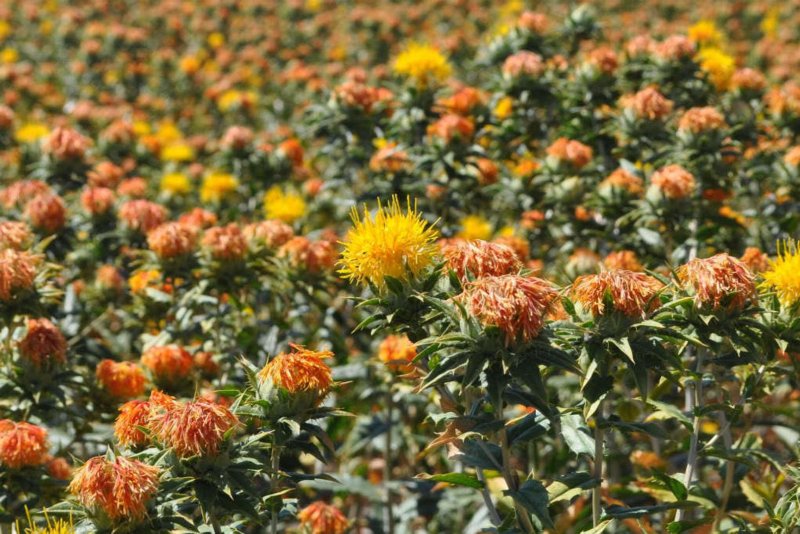 Сафлор красильный (Carthamus tinctorius) (Orange)