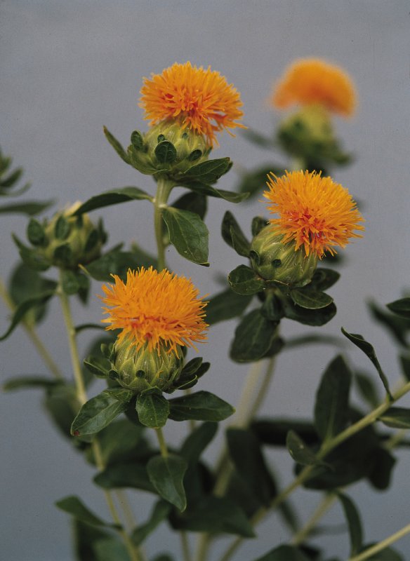 Carthamus tinctorius