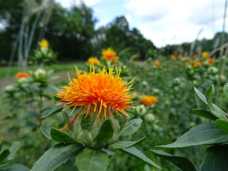 Сафлор красильный (Carthamus tinctorius) (Orange)
