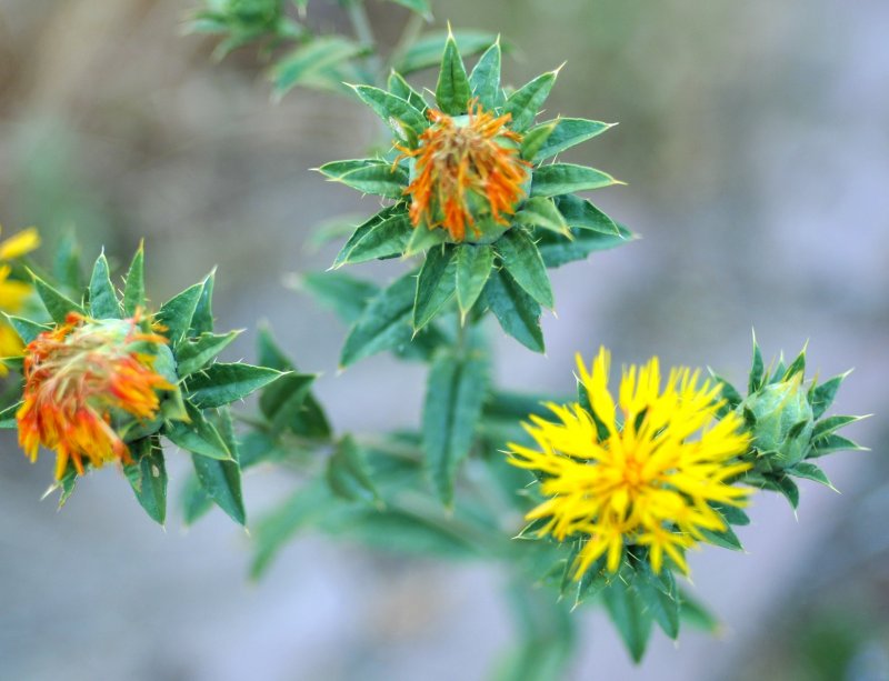 Safflower Шафран