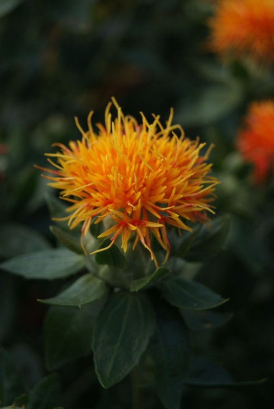 Carthamus tinctorius