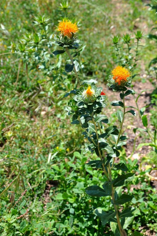 Carthamus tinctorius
