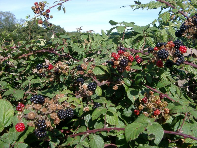 Ежевика кустарник