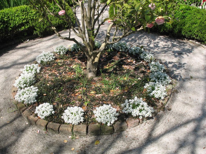 Лобулярия Приморская (Lobularia maritima)